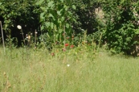 camp11_387